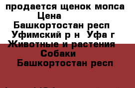 продается щенок мопса › Цена ­ 20 000 - Башкортостан респ., Уфимский р-н, Уфа г. Животные и растения » Собаки   . Башкортостан респ.